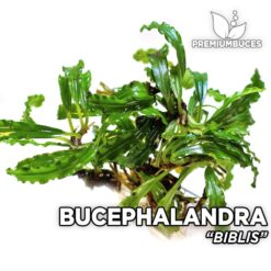 bucephalandra ghost 2015 Bucephalandra Biblis aquarium plant