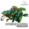 Bucephalandra Biblis Dark planta de acuario