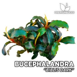 Bucephalandra Biblis Dark planta de acuario