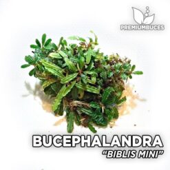Bucephalandra Biblis Mini Aquarium Plant