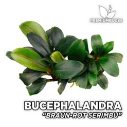 Bucephalandra Braun-Rot Serimbu planta de acuario