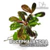 Bucephalandra Brownie Amanda planta de acuario