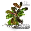 Bucephalandra Brownie Amanda planta de acuario