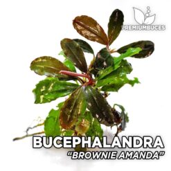 Bucephalandra Brownie Amanda planta de acuario