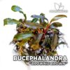 Bucephalandra Brownie Brown planta de acuario