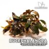 Planta de aquário Bucephalandra Brownie Helena