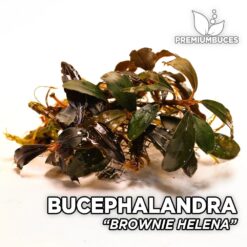 Bucephalandra Brownie Helena aquarium plant