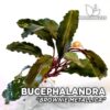 Planta de aquário Bucephalandra Brownie Metallica