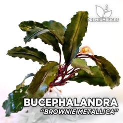 bucephalandra ghost 2015 Bucephalandra Brownie Metallica aquarium plant