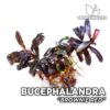 Bucephalandra Brownie Red planta de acuario