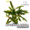 Planta de aquário Bucephalandra Catherinae