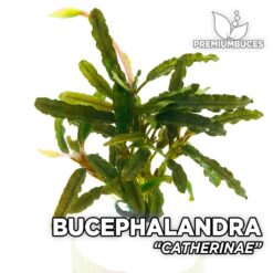 bucephalandra ghost 2015 Bucephalandra Catherinae aquarium plant