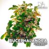 Bucephalandra Cherry planta de acuario
