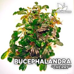 Bucephalandra Cherry aquarium plant