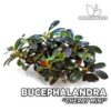 Bucephalandra Cherry Mini planta de acuario