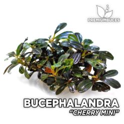Bucephalandra Cherry Mini