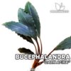 Bucephalandra Dark Afika planta de acuario