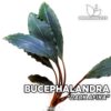 Bucephalandra Dark Afika Aquariumplant