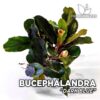 Planta de aquário Bucephalandra Dark Blue
