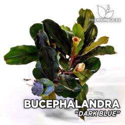 Bucephalandra Dark Blue aquarium plant