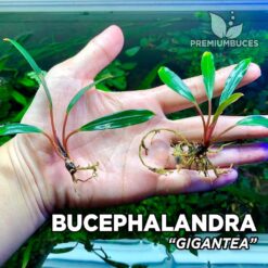 Bucephalandra Gigantea planta de acuario