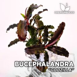 Bucephalandra Godzilla planta de acuario