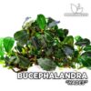 Plante d'aquarium Bucephalandra Hades