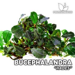 Bucephalandra Hades aquarium plant