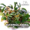 Bucephalandra Hades Blue planta de acuario