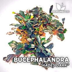 Bucephalandra Hades Dark aquarium plant