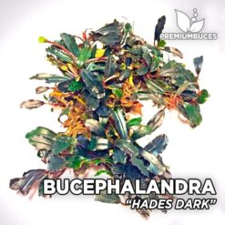 bucephalandra ghost 2015 Bucephalandra Hades Dark aquarium plant