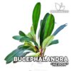 Bucephalandra Heron planta de acuario