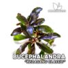 Planta de aquário clássica Bucephalandra Kedagang