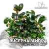 Planta de mini aquário Bucephalandra Kedagang