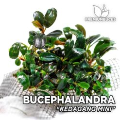 Bucephalandra Kedagang Mini Aquarium Plant