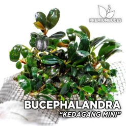 bucephalandra ghost 2015 Bucephalandra Kedagang Mini Aquarium Plant