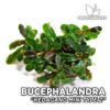 Bucephalandra Kedagang Mini Type 2 planta de acuario