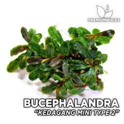 Bucephalandra Kedagang Mini Type 2 planta de acuario