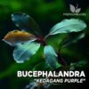 Bucephalandra Kedagang Purple aquarium plante