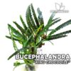 Planta de aquário Bucephalandra King Crocodile