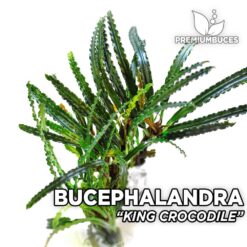 Bucephalandra King Crocodile aquarium plant