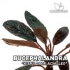 Bucephalandra Kishii Dark Achilles planta de acuario