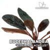 Bucephalandra Kishii Dark Achilles Aquarium Plant