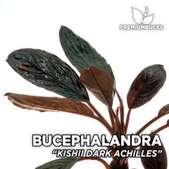 Bucephalandra Kishii Dark Achilles aquarium plant