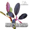 Bucephalandra Kishii Mini Dark Achilles planta de acuario