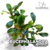 Bucephalandra Lagoon Aquarium Plant