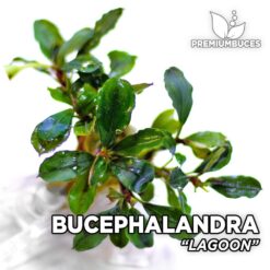 Bucephalandra Lagoon aquarium plant