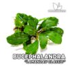 Bucephalandra Lamandau Classic planta de acuario