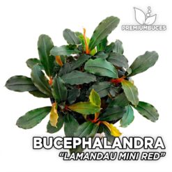 Bucephalandra Lamandau Mini Red planta de acuario