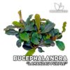 Planta de aquário roxa Bucephalandra